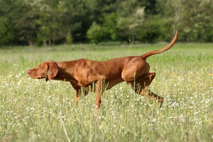 lovački pas mađarska vižla