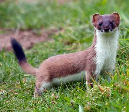 Hermelin - Mustela erminea