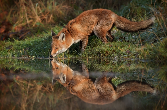 lisica pije vodu u lovištu