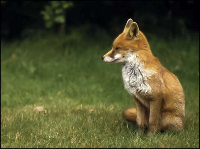 Lisica u lovištu Lisica u lovištu