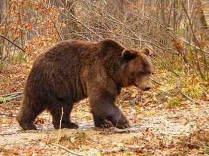 Mrki medved  Ursus arctos