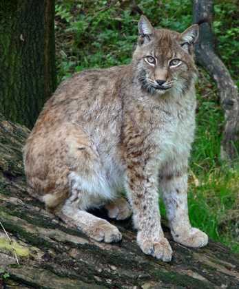 Ris - Lynx lynx