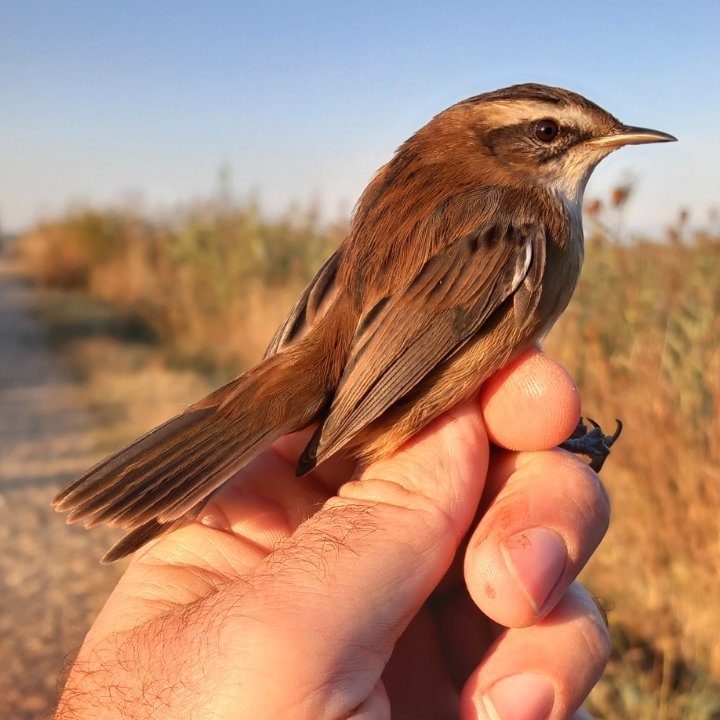 Ševarski trstenjak (lat. Acrocephalus melanopogon)