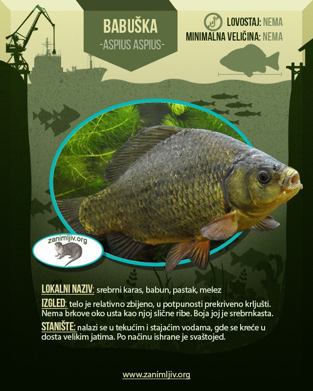 Infografika babuška riba melez