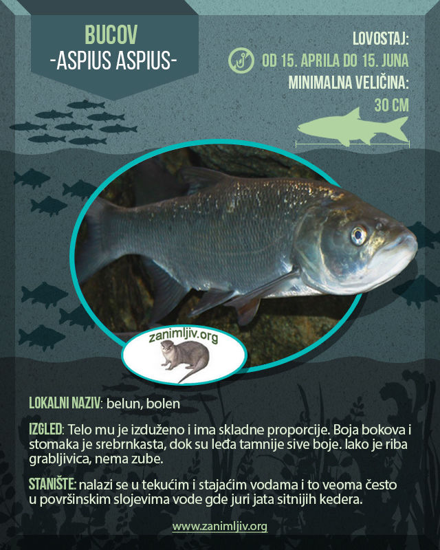 informacije o ribi bucov