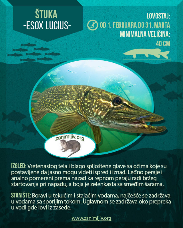 infografika štuka riba