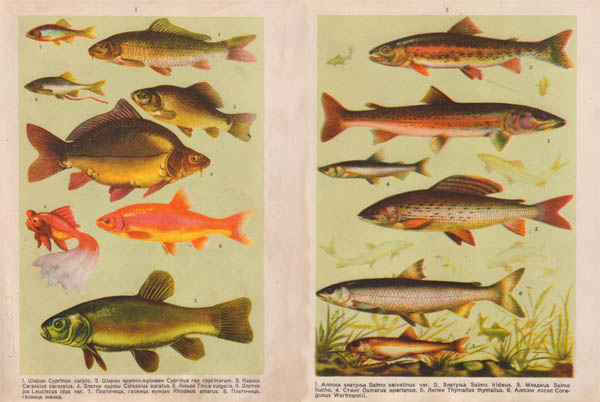 knjiga o ribolovu prirodopisni atlas