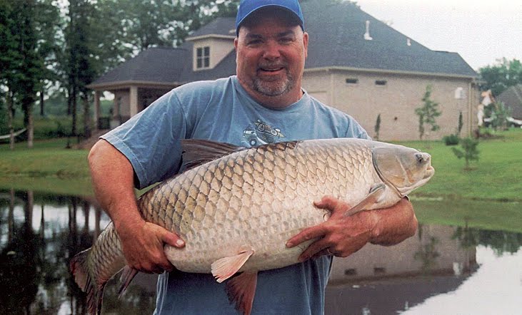 Kapitalan ulov amura